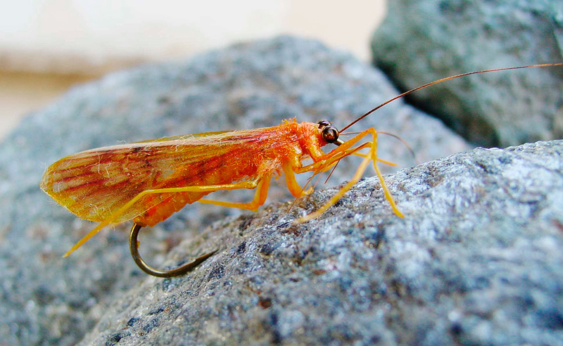 Orange October Caddis fly replica published in the Atlas of Creation