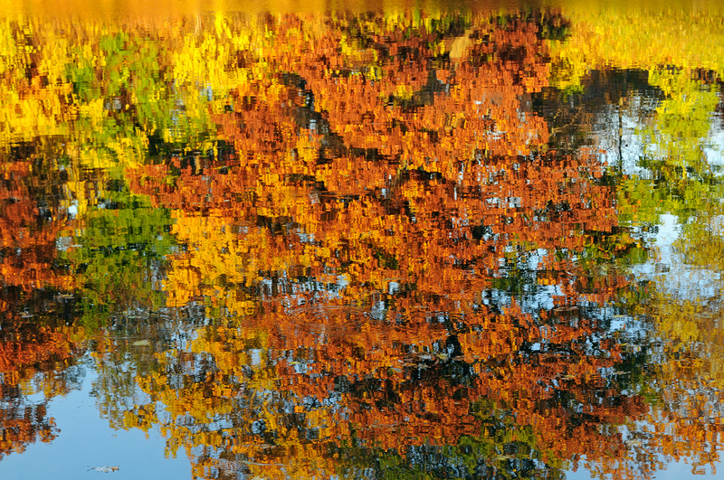 East coast fall foliage maple tree reflection upon water