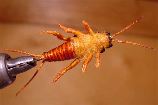 ventral view of a realsitc stonefly nymph