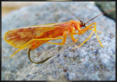 Realistic October Caddis Fly