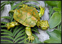Realistic red-eared turtle