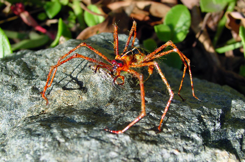 realistic red spider
