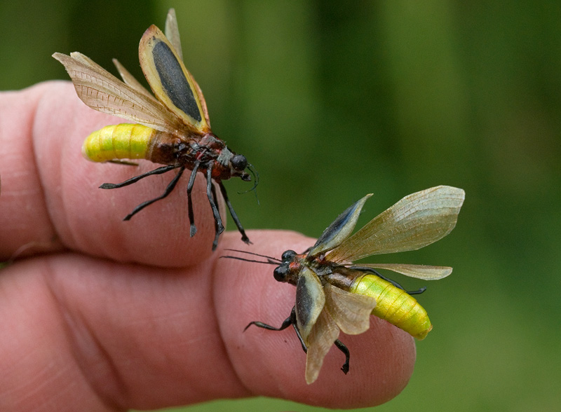 A pair of realistic Lightning Bugs created for Georgia Power advertisement