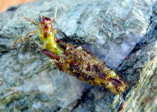 A cool looking realistic cased caddis fly
