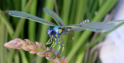 Blue and yellow realistic dragonfly replica