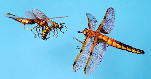 Pair of dragonfly replicas about to share a fake wasp for lunch