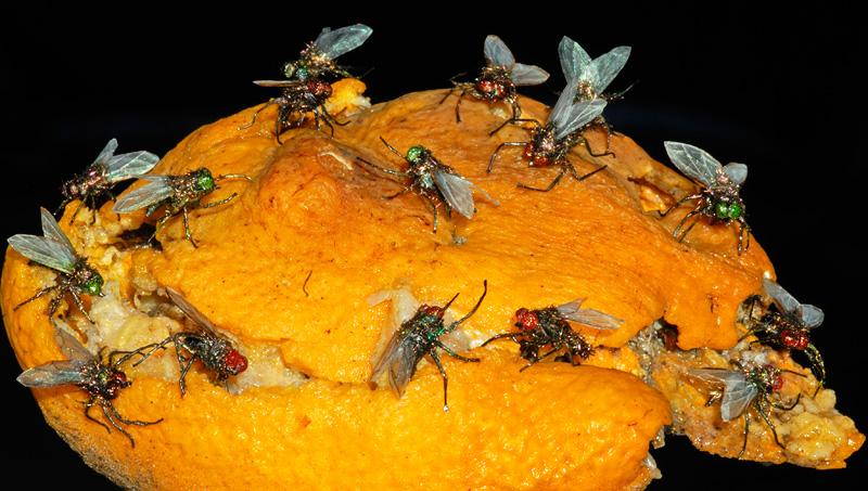 realistic houseflies on an orange