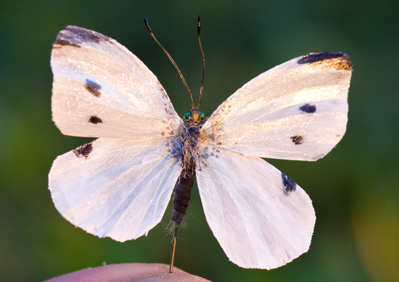 Realistic Maple Spanworm moth
