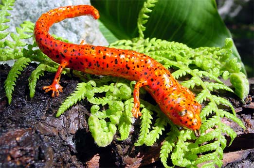 Realistic fake red salamander replica
