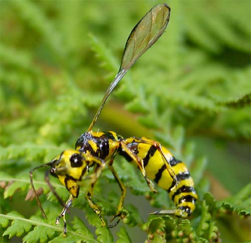 Realistic Yellow Jacket wasp