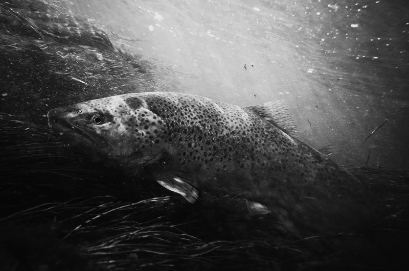 Hungry brown trout B&W underwater fly fishing photography