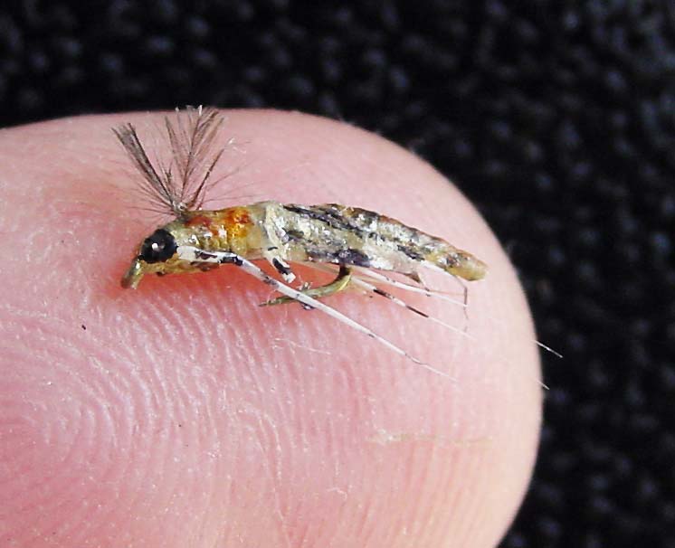 realistic size 24 midge on a finger tip