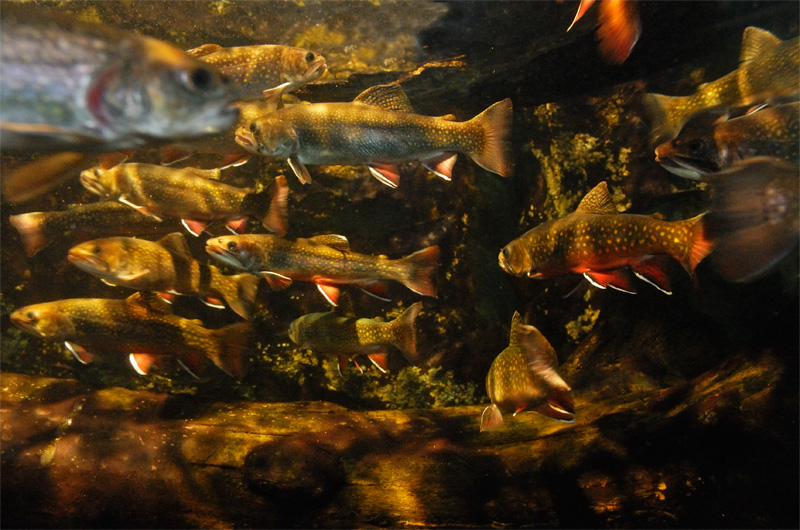 A happy school of brook trout