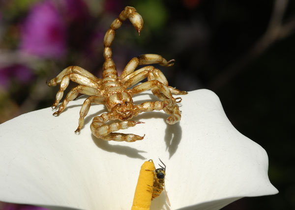 Another realistic scorpion, hunting a realistic bee
