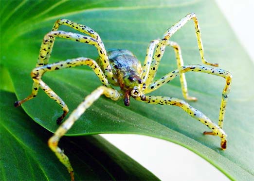 Realistic Green Garden Spider 