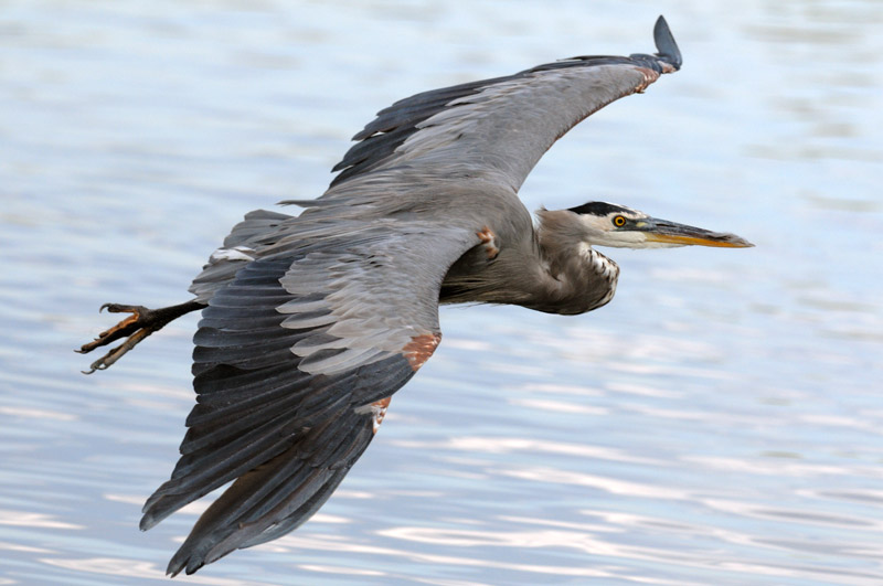 Great Blue Heron in flight close up