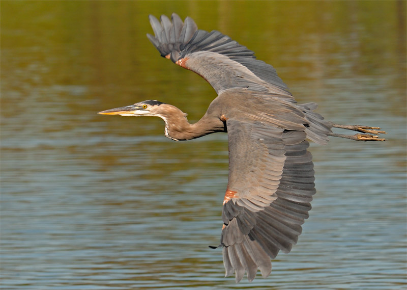 Reddish colored Great Blue Heron in flight over the Los Angeles River