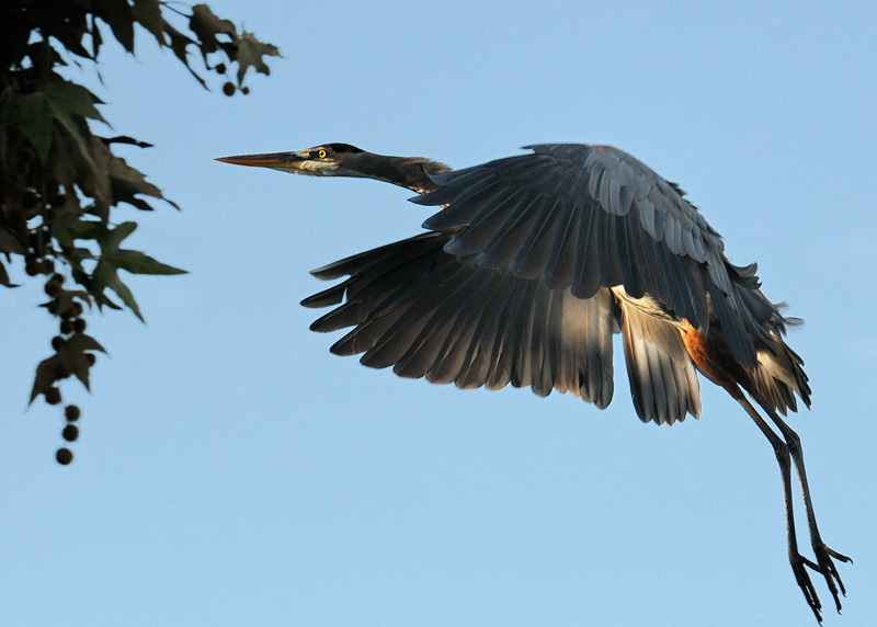 Great Blue Heron flying towards sunrise with nice light on its belly