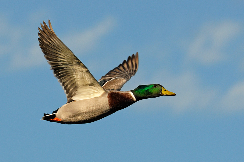 Mallard ducj in flight with nice green coloring on its head
