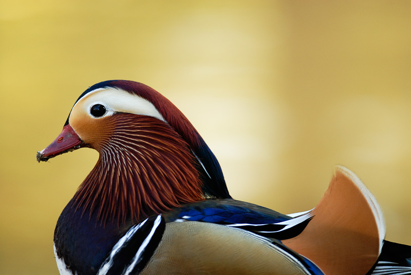 Close up view of a gorgeous Mandarin duck