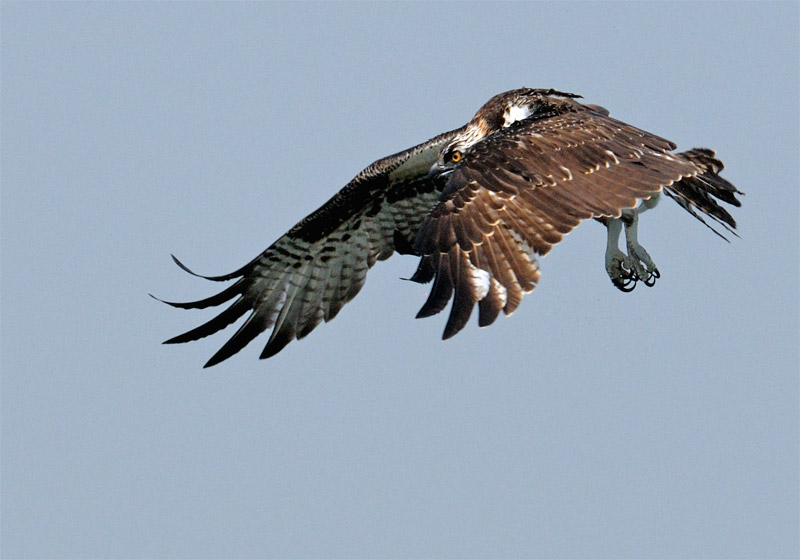 Osprey prepars to dive after spotting a fish