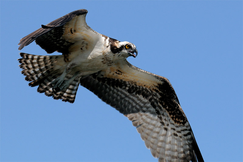 osprey in flight up close