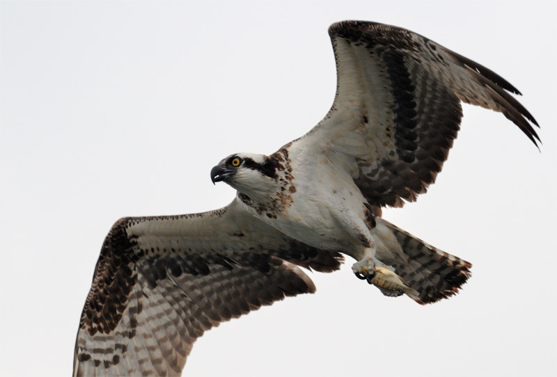 close up photo of an osprey in flight with a fish in its talons