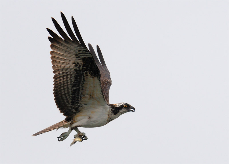 osprey flying away with a small fish