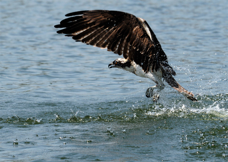 osprey exits the water without a fish