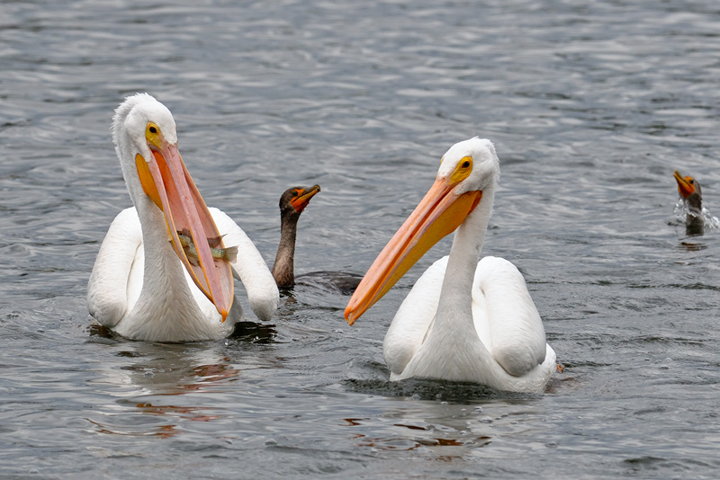 White Pelican with a sizable fish in its pouch