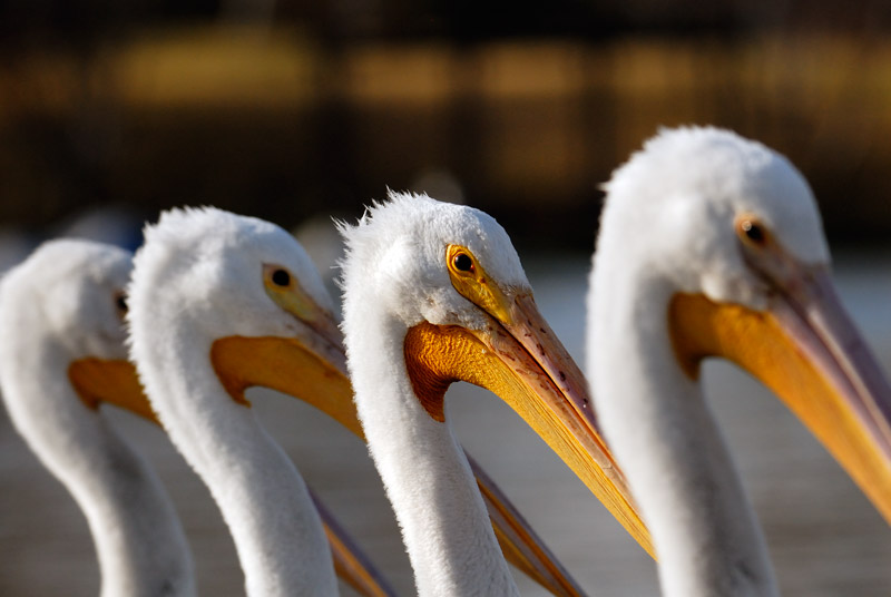 American White Pelicans posing for a photograph