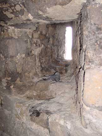 Dove living in a castle window