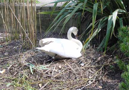 A Swan on her nest in Stratford Upon Avon