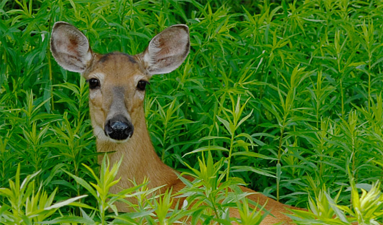 close up shot of a deer