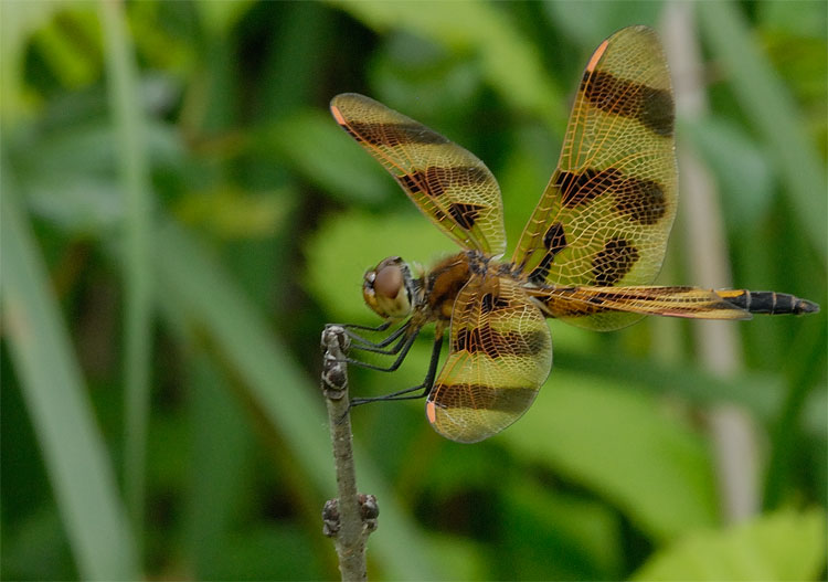 close up photo of a dragonfly