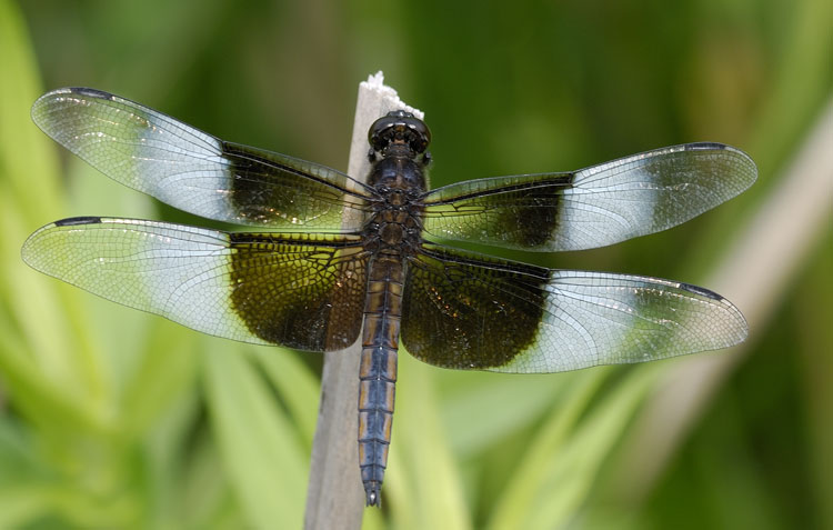 blue dragonfly