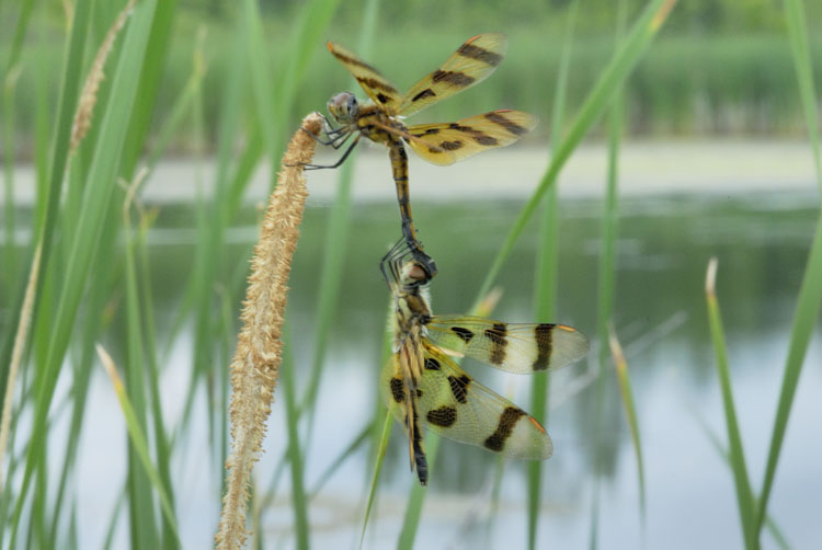 two dragonflies in the Iroquois Nature Preserve