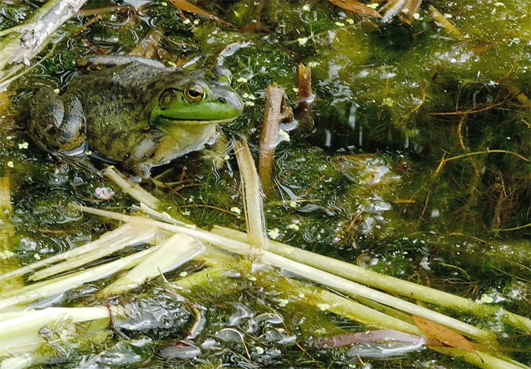 bullfrog