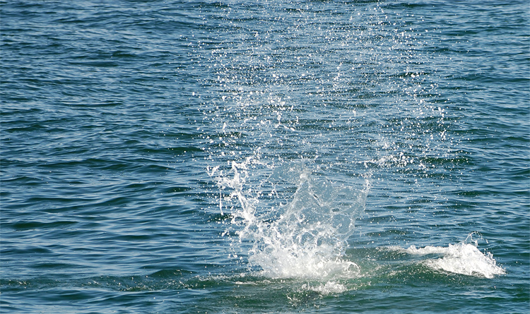 big splash made by a dolphin tail.