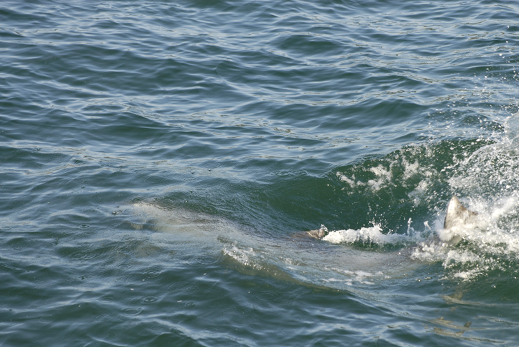 dolphin splashing its tail on the water