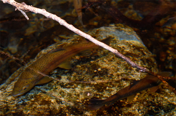 brown trout