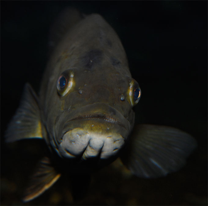 The fishing was good, this is a smallmouth bass