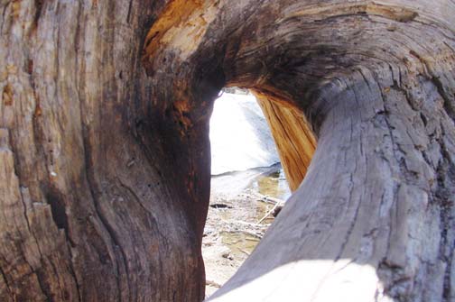 View through a curved tree