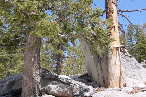 trees and rocks