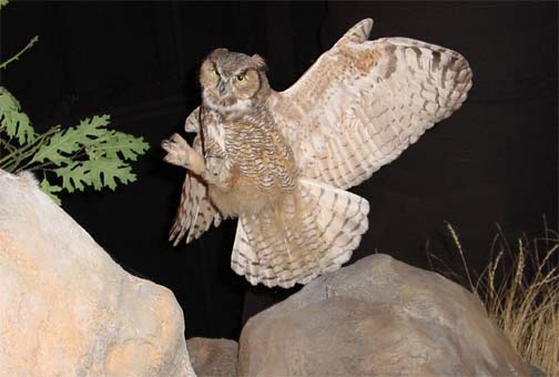 picture of an owl at night landing