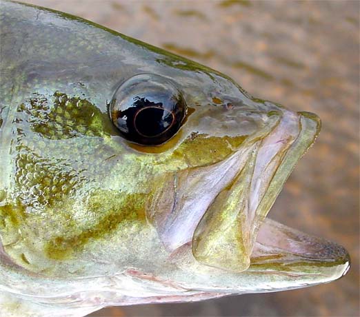 A smallmouth bass