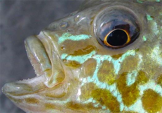pretty fish