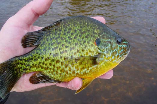 big fat bluegill