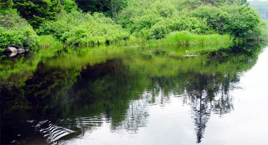 fishing Bog Creek NY