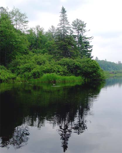 Bog River New York
